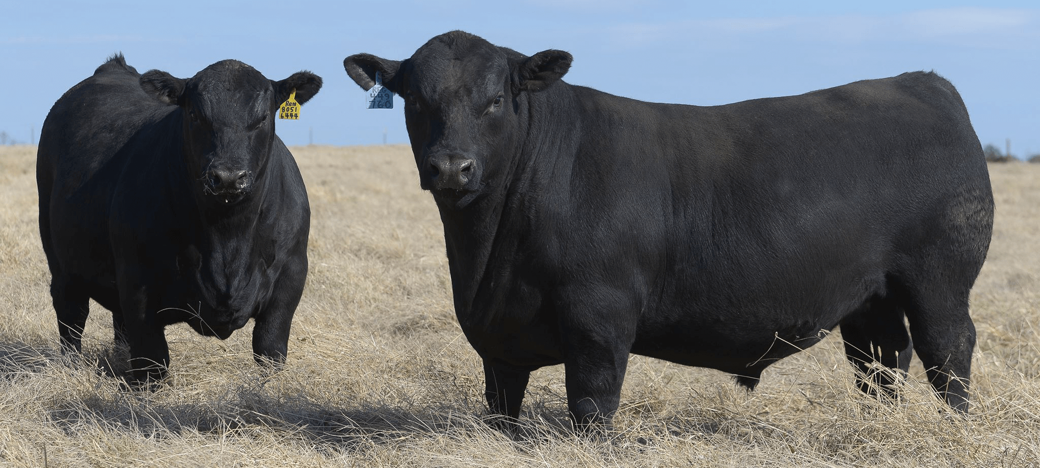 SeedStocked | All Genetics. All Auctions. Finally, In One Place.