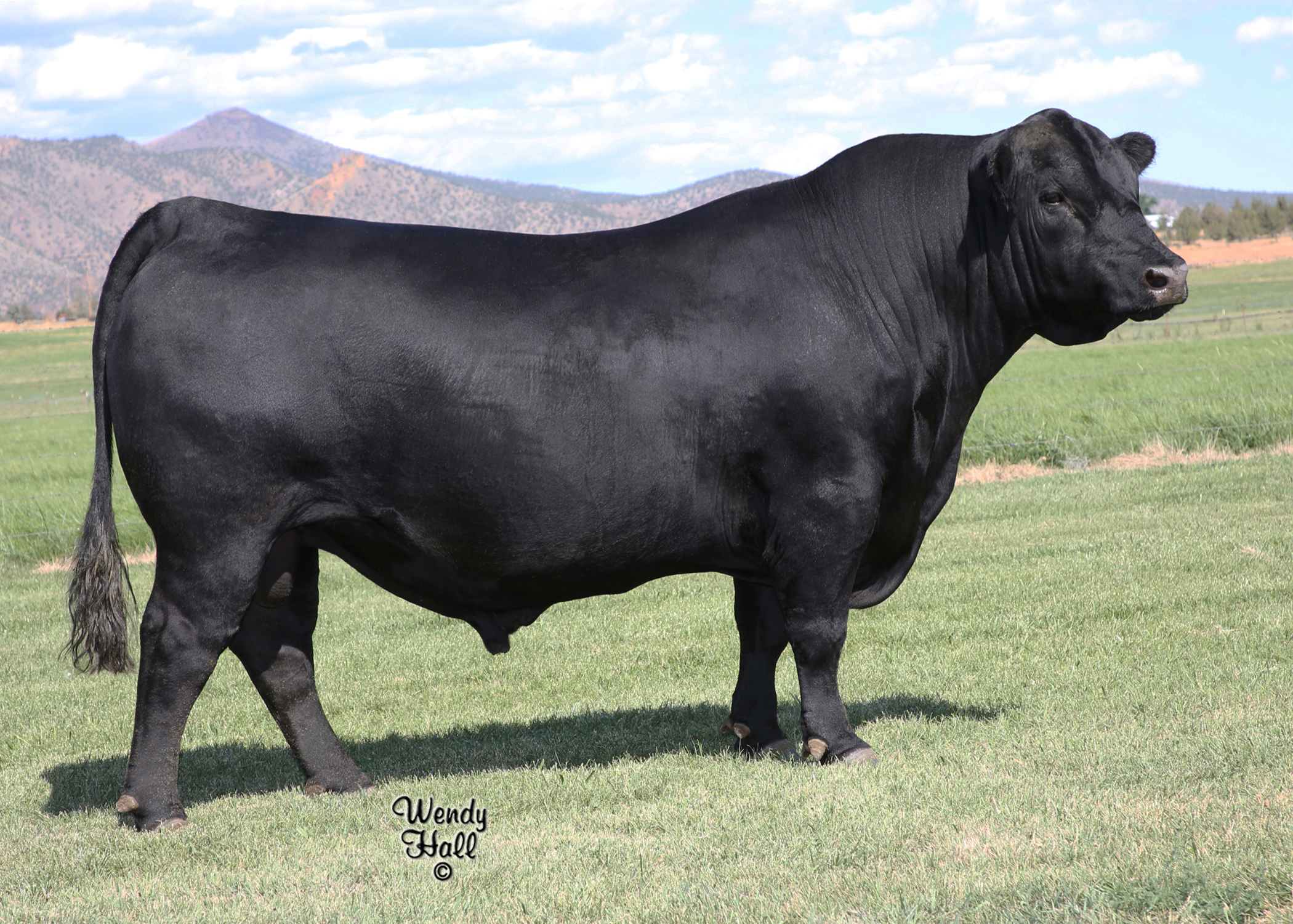 SeedStocked | All Genetics. All Auctions. Finally, In One Place.